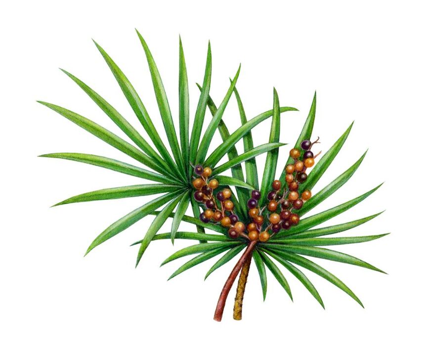 Saw palmetto extract - composition Man Plus